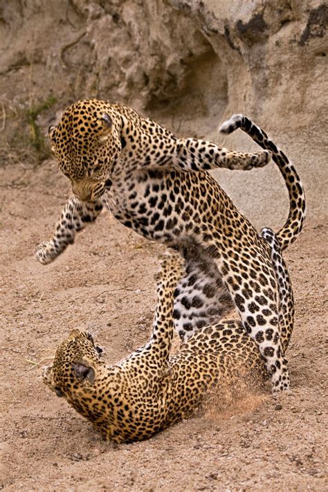 Photograph Mating Leopard Jump By Rudi Hulshof On 500px Animals Wild