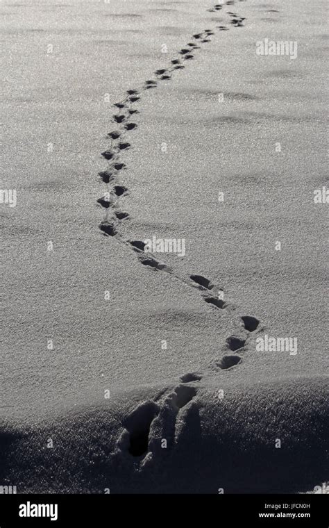 Animal Trails In The Snow Stock Photo Alamy