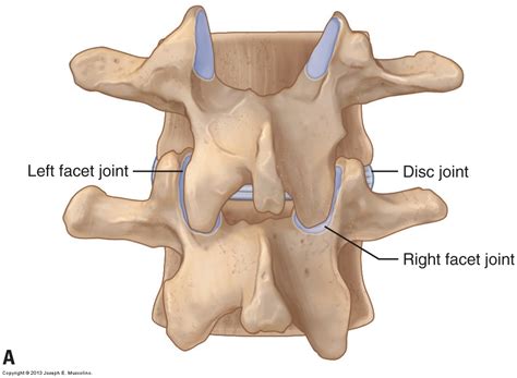 Cervical Facet Joint Mobilization Assessment Of Specific Musculoskeletal Conditions Of The