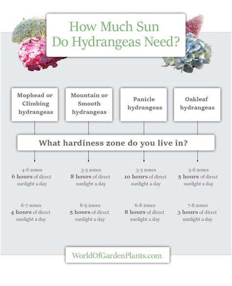 How much sun do tomatoes need? How Much Sun Do Hydrangeas Need? (Sunlight Requirements ...