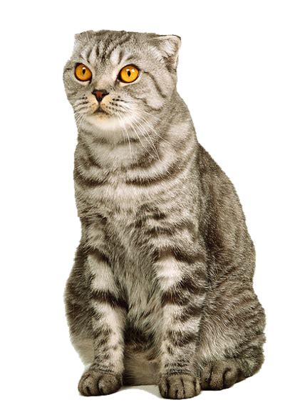 Kitten Png Image Free Download Picture