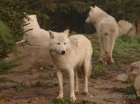 Image Canis Lupus Arctos North American Arctic Wolf