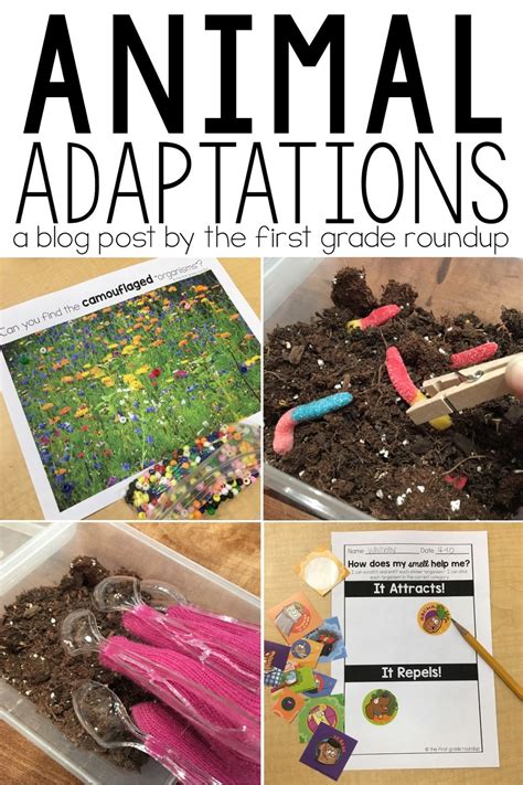 Animal Adaptations Anchor Chart Grades 3 4 The Following Is A