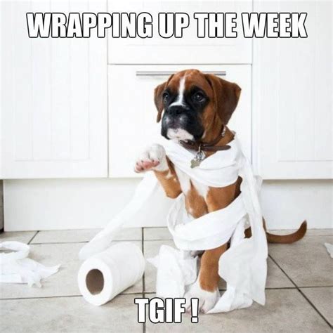 Happy Friday Boxer Dogs Dogs Boxer Puppies