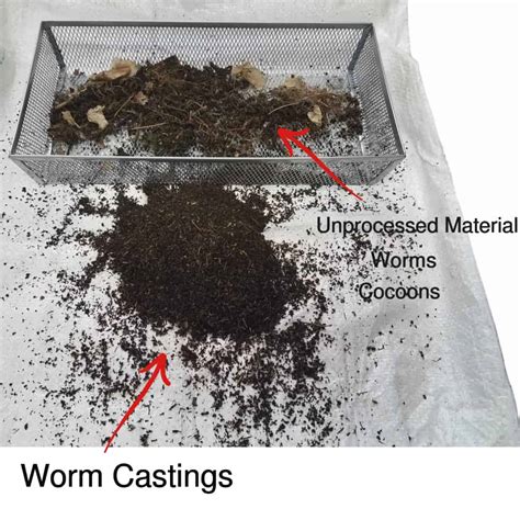 How To Harvest Worm Castings Iowa Worm Composting