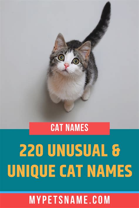 Really Unique Cat Names 220 Unusual Unforgettable Names Artofit