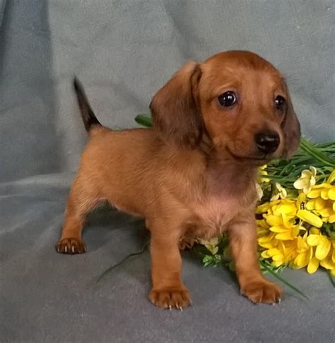 Only guaranteed quality, healthy puppies. Miniature Dachshund Puppies For Sale | Canton, OH #150534