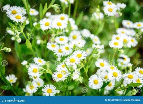 Flores Silvestres Blancas Creciendo En El Campo Foto De Archivo