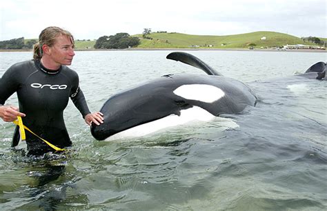 Earthmanpdx Ingrid Visser Champion Of New Zealands Orca