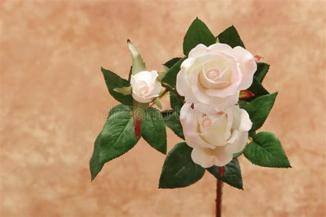 White Roses Stock Image Image Of Blossom Beautiful Leaves 3101795