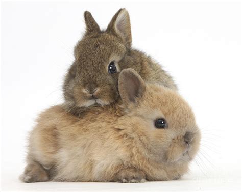 Cute Baby Netherland Dwarf Rabbits Photograph By Mark Taylor