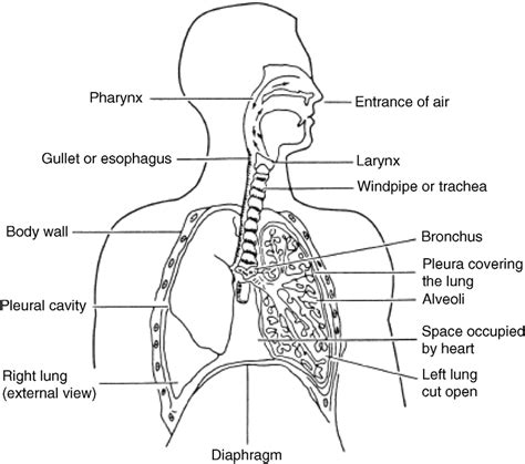 Anatomy Of The Human Respiratory System Reprinted With Permission
