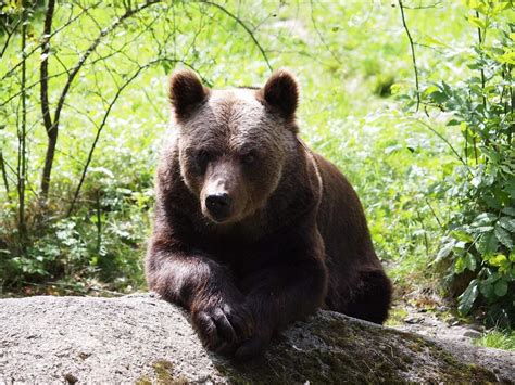 Eurasian Brown Bear Wiki 𖣘therian Amino𖣘 Amino