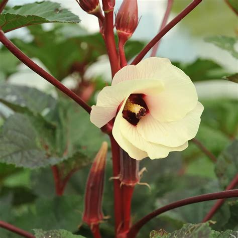 Jing Orange Okra Seeds Baker Creek Heirloom Seeds