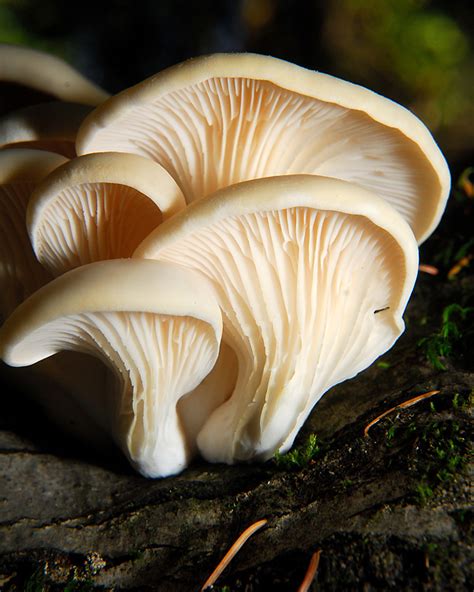 Oyster Mushrooms Pleurotus Ostreatus Curbstone Valley