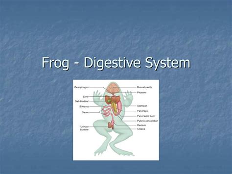 Digestive System Of A Frog