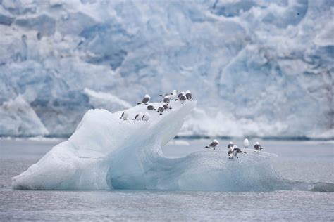 Mer om Arktis - Klimatupplysningen