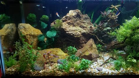 Maybe you would like to learn more about one of these? What Plants Should I Put In My Fish Tank? An Overview ...