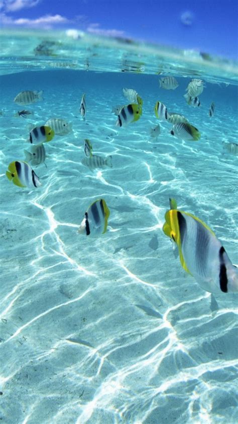 Wallpaper Fish Flock Sea Shallow Water Ta Chai Island 2885995