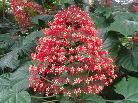 In recent years, the subject of native plants has taken on new significance in florida horticulture. Attracting Butterflies To Your Miami Garden - The 16 Best ...