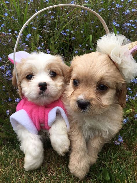 Cute Real Little Puppies For Sale - l2sanpiero