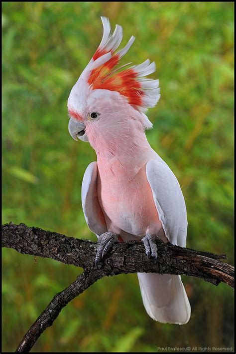 Enter your email address to receive alerts when we have new listings available for exotic bird pets. Major Mitchell's Cockatoo (Lophochroa leadbeateri) by Paul ...