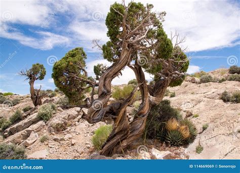 Twisted Juniper Tree Stock Image Image Of Mount Nevada 114669069