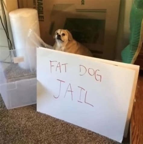 Funny Fat Dog Memes