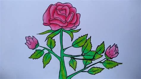 Cara Menggambar Bunga Mawar Yang Gampang Terbaru