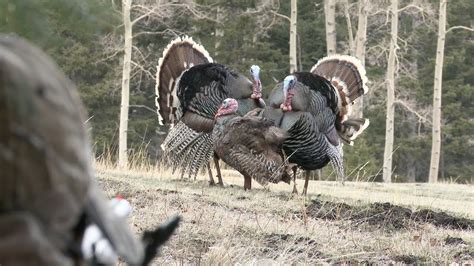 Three Strutting Gobblers Tagged In One Day Youtube