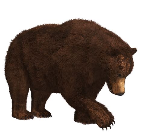 Bear Png Transparent Images Png All