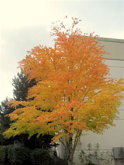 Katsura Treebeautiful Fall Color And Fallen Leaves