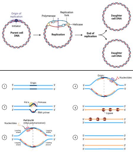 prokaryotic dna replication lagging strand