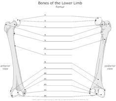 Compact bone tissue consists of units called osteons or haversian systems. unlabeled skeleton humerus | Unlabeled Skeleton Worksheet ...