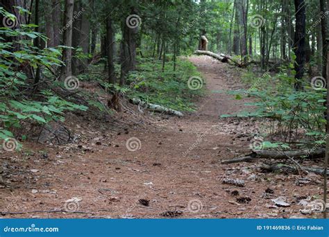 Foot Path Leading Into The Forest Stock Photo Image Of National