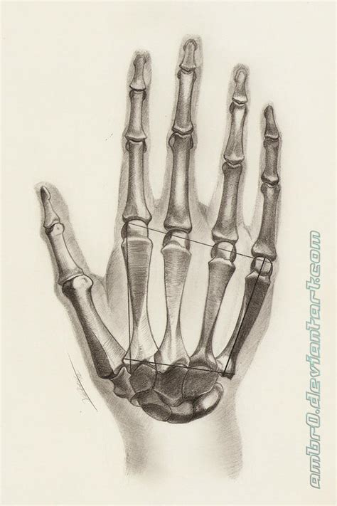 Hand Anatomy Study By Ambr0 On Deviantart