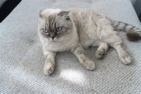 Photo Scottish Cat Scottish Fold White With Blue Eyes Stock Photo