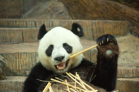 Giant Panda Bear Enjoy Eating Bamboo Stock Photo Image Of Grass