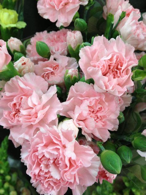 68 Pink Carnations Ideas Pink Carnations Carnations Carnation Flower