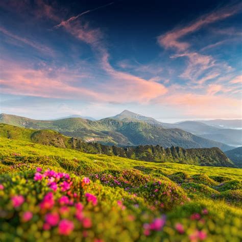Pink Rhododendron Flowers In Mountains Stock Image Image Of Peak