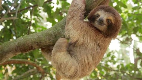 Venezuelan Rainforest Animals