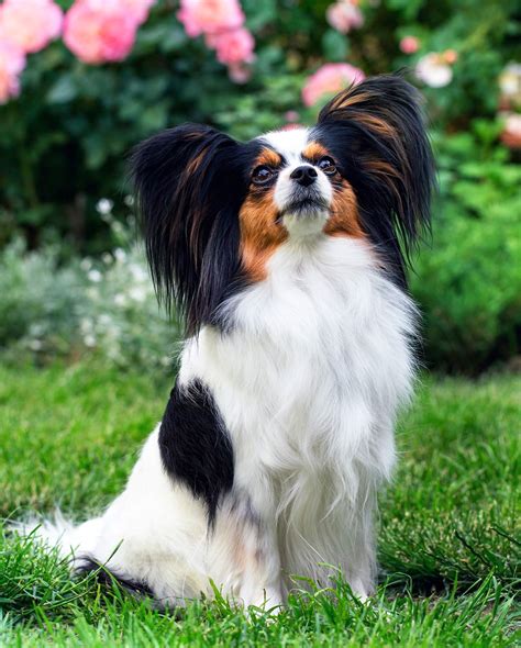 Toy Dog Breeds Which Tiny Pup Should You Bring Home