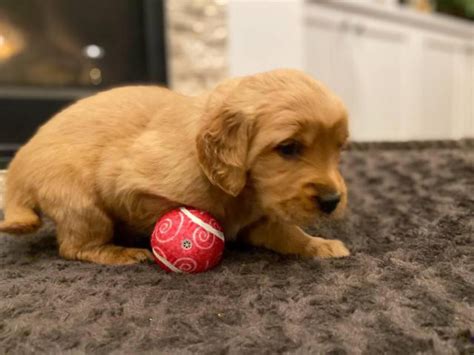 6 Purebred Golden Retriever Puppies Boise Puppies For Sale Near Me