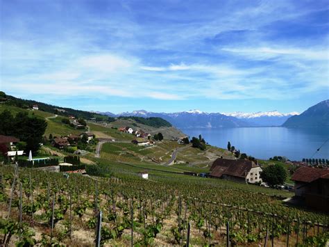 Hike Through The Terraced Vineyards Of Lavaux Switzerland Trail Stained