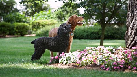One affordable solution is to build a perimeter fence using chicken wire. Keep Your Dog Out of Your Garden with DogWatch - DogWatch®