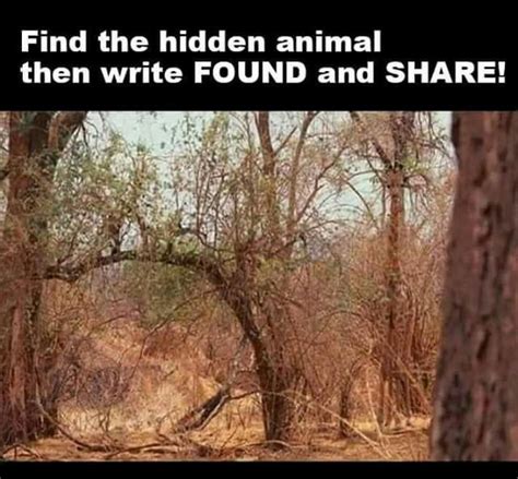 Find The Hidden Animal Brain Teasers Funny Pictures Optical