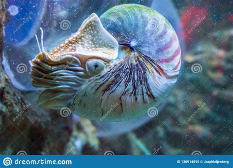 Nautilus Squid A Rare And Beautiful Living Shell Fossil