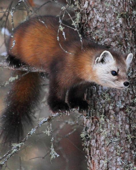 Nationalsglobepix Pine Marten By Kevin Dempsey Save Mother Earth