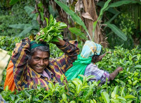 Where Is The Tea Industry Going With Mechanical Harvesting World Tea