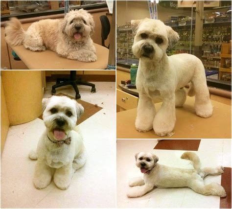 Dog Grooming Styles Dog Grooming Salons Pet Grooming Yorkie Teddy